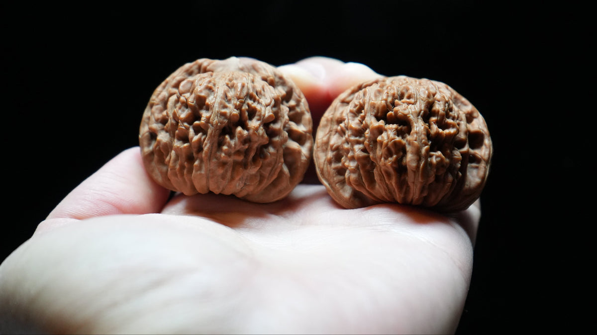White Lion Wenwan Walnut Pair I