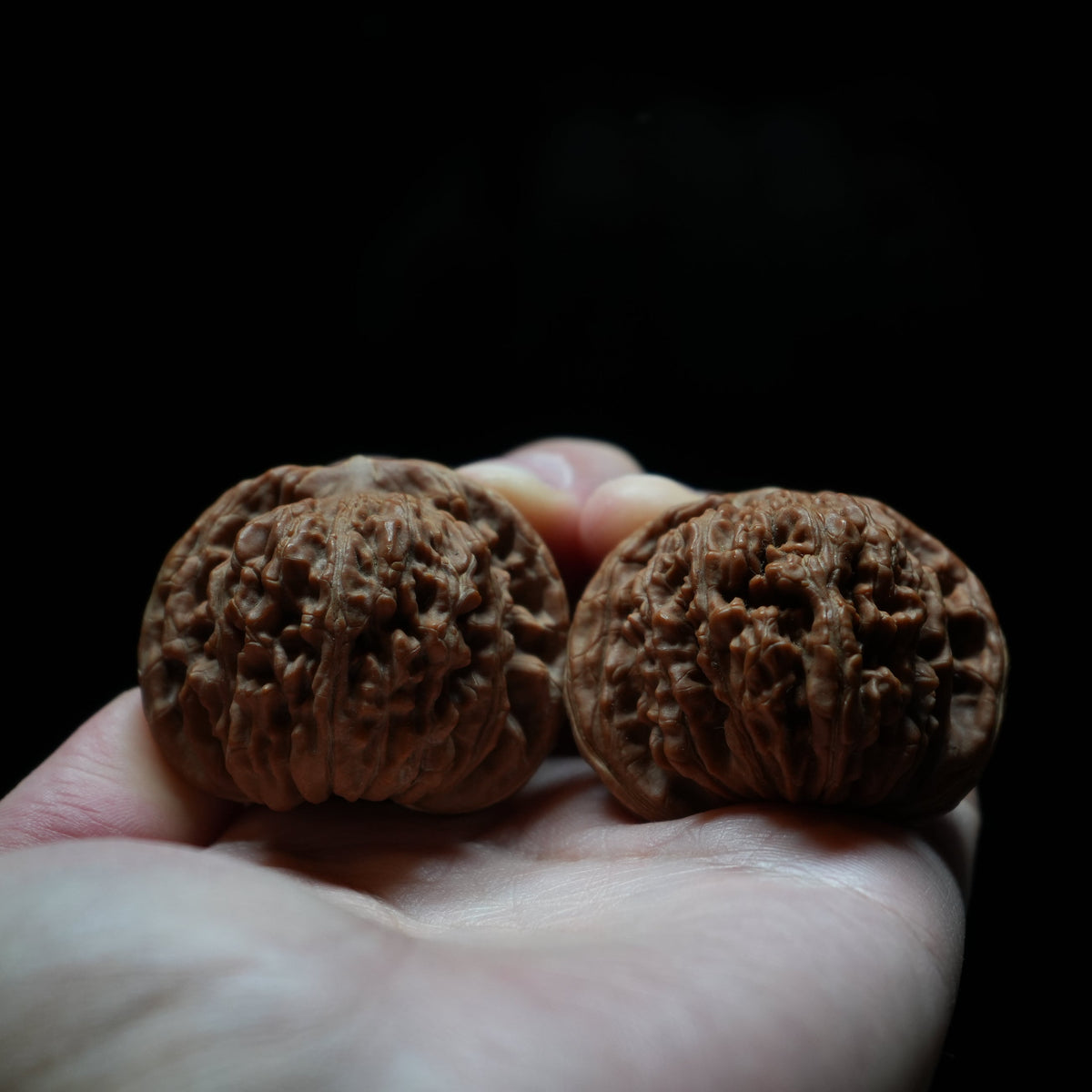 White Lion Wenwan Walnut Pair I