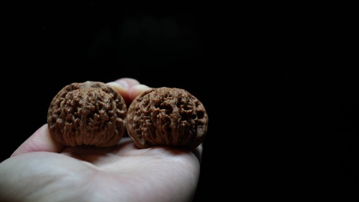 White Lion Wenwan Walnut Pair I