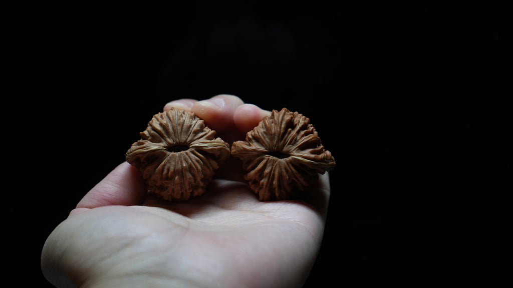 White Lion Wenwan Walnut Pair I
