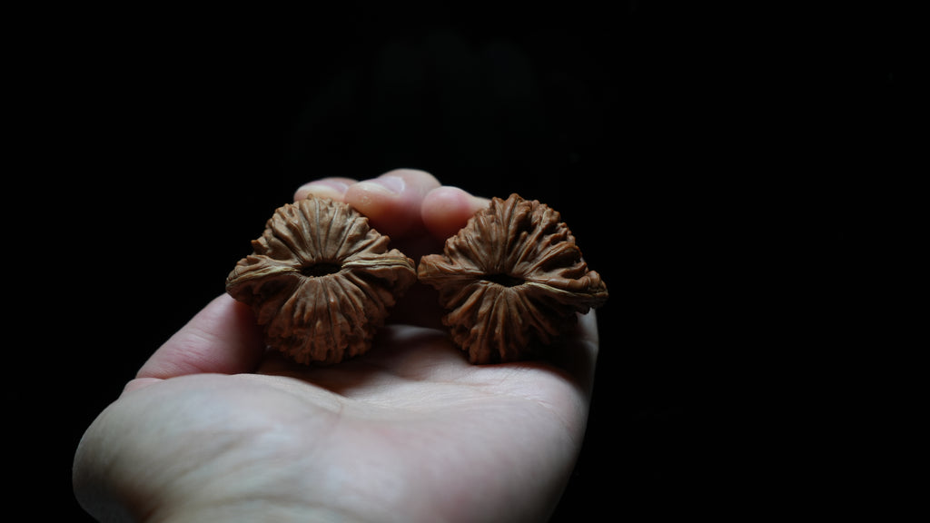 White Lion Wenwan Walnut Pair I