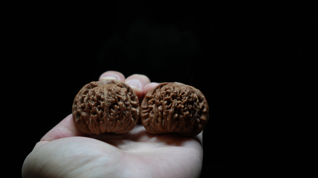 White Lion Wenwan Walnut Pair I