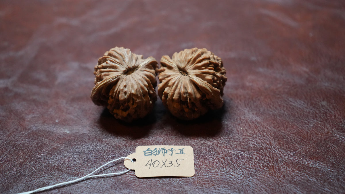 White Lion Wenwan Walnut Pair II