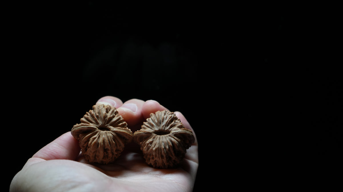 White Lion Wenwan Walnut Pair II