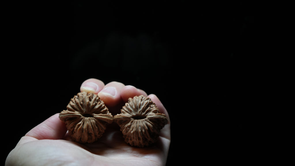 White Lion Wenwan Walnut Pair II