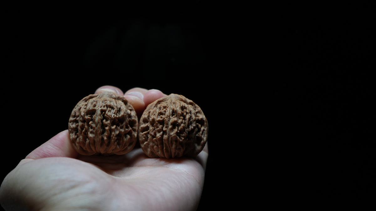 White Lion Wenwan Walnut Pair II