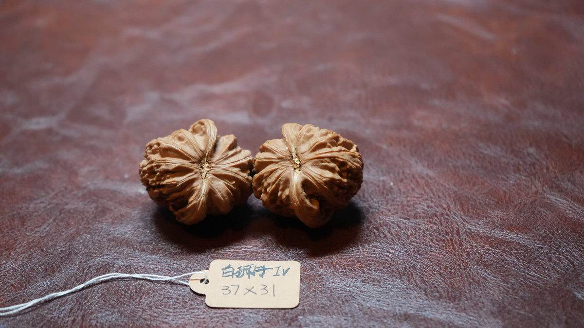 White Lion Wenwan Walnut Pair IV