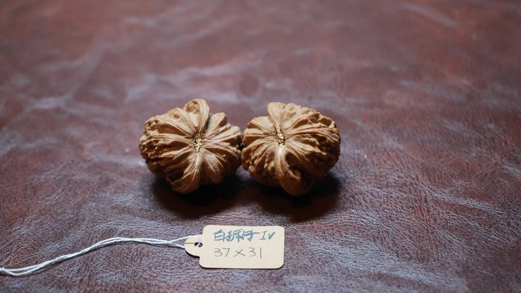 White Lion Wenwan Walnut Pair IV