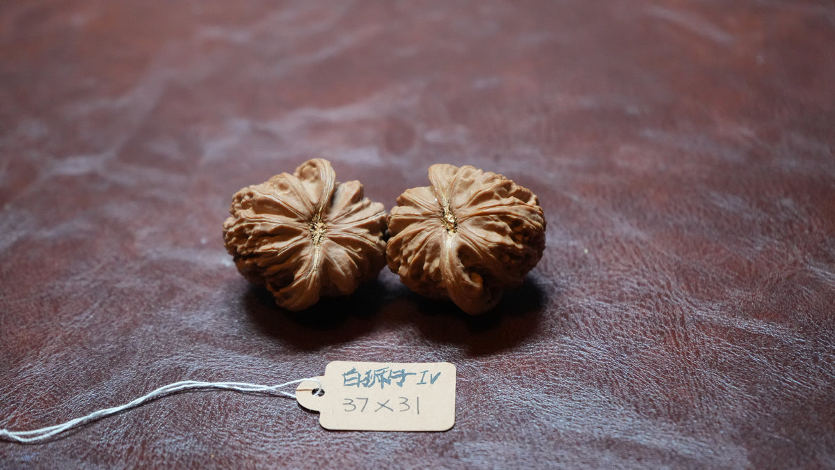 White Lion Wenwan Walnut Pair IV