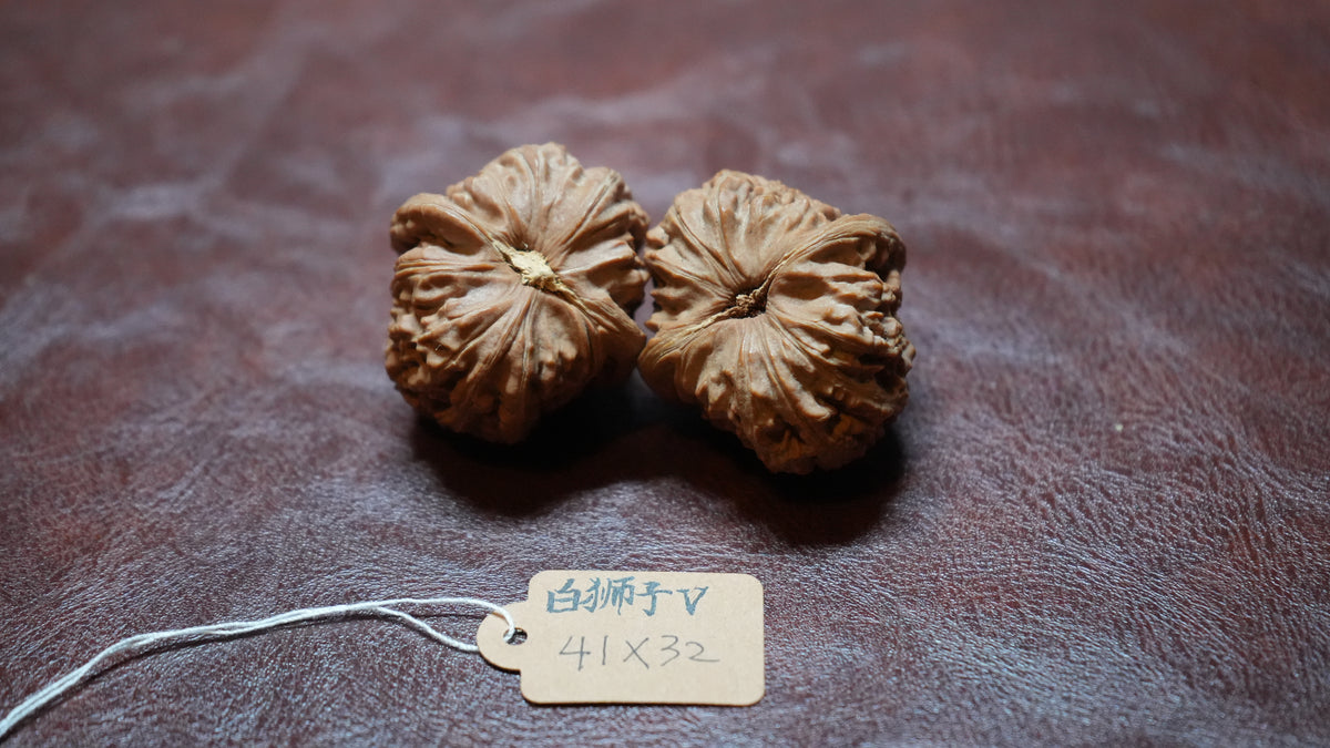 White Lion Wenwan Walnut Pair V