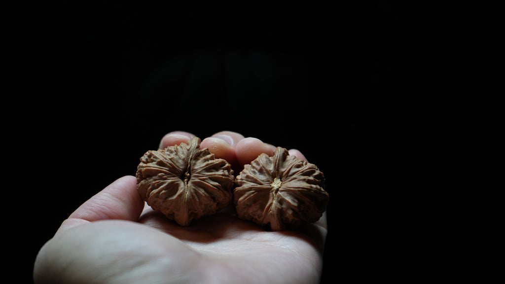 White Lion Wenwan Walnut Pair V