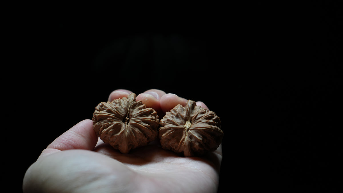 White Lion Wenwan Walnut Pair V