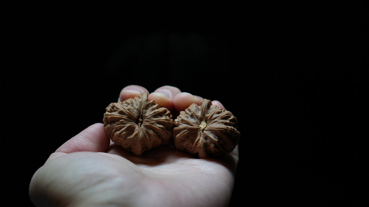 White Lion Wenwan Walnut Pair V