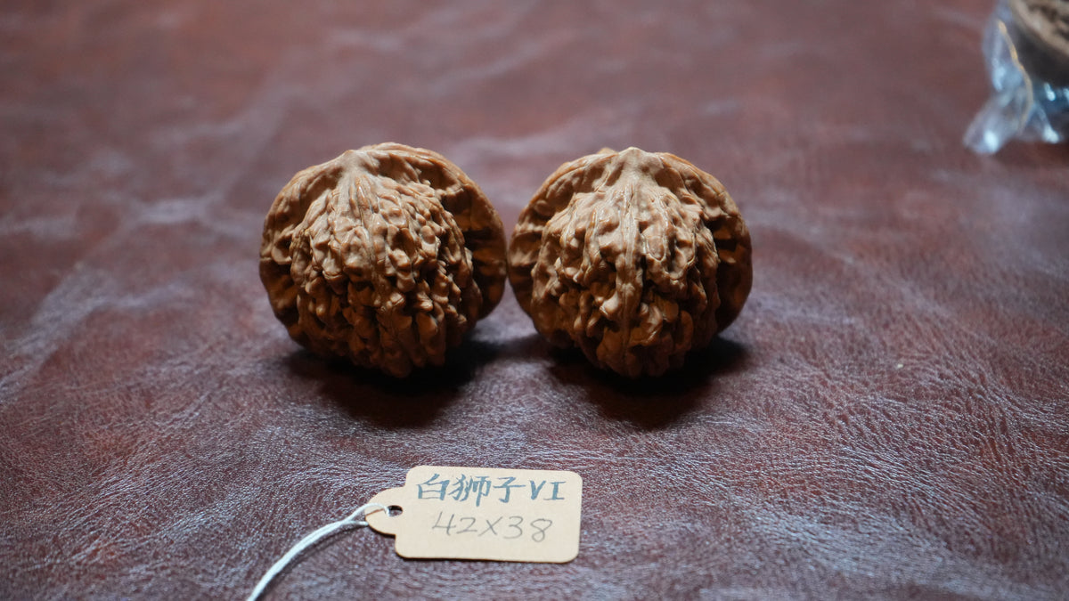 White Lion Wenwan Walnut Pair VI