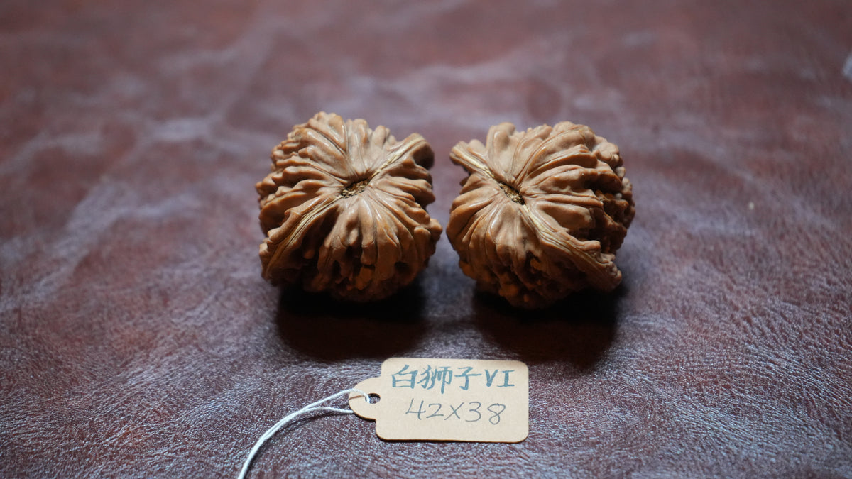 White Lion Wenwan Walnut Pair VI