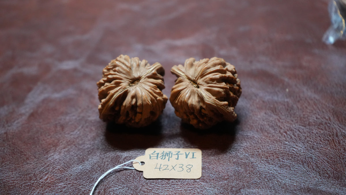 White Lion Wenwan Walnut Pair VI