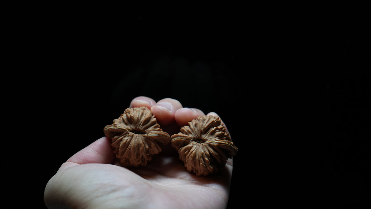 White Lion Wenwan Walnut Pair VI