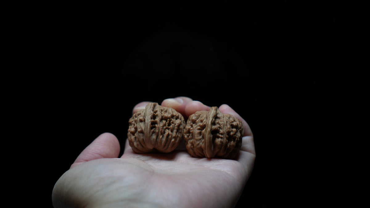 White Lion Wenwan Walnut Pair VII