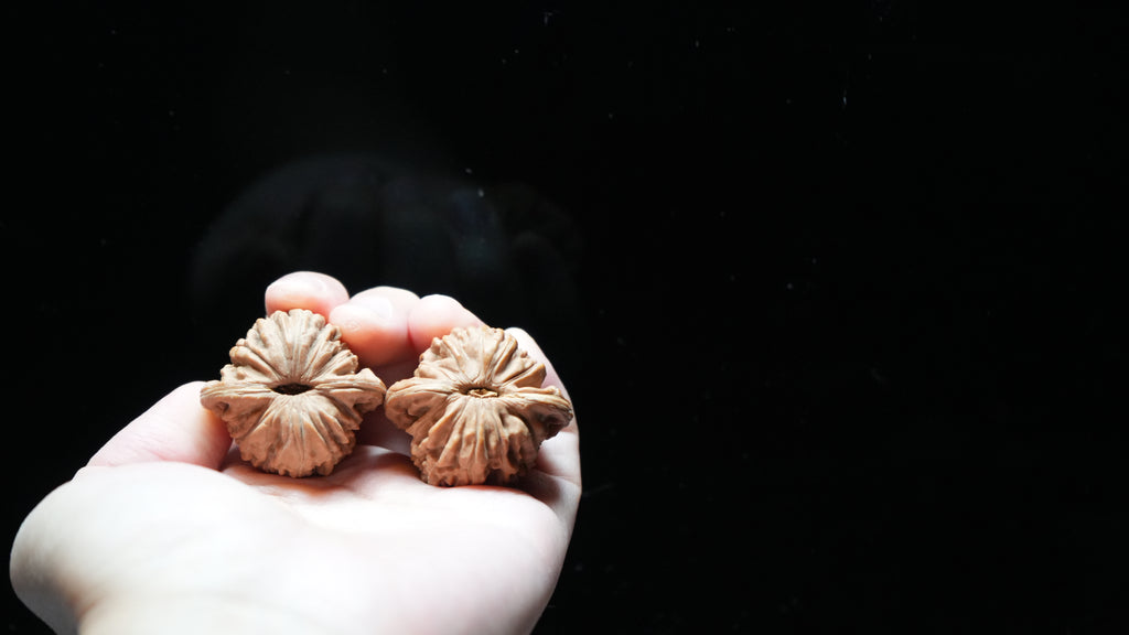White Lion Wenwan Walnut Pair VII