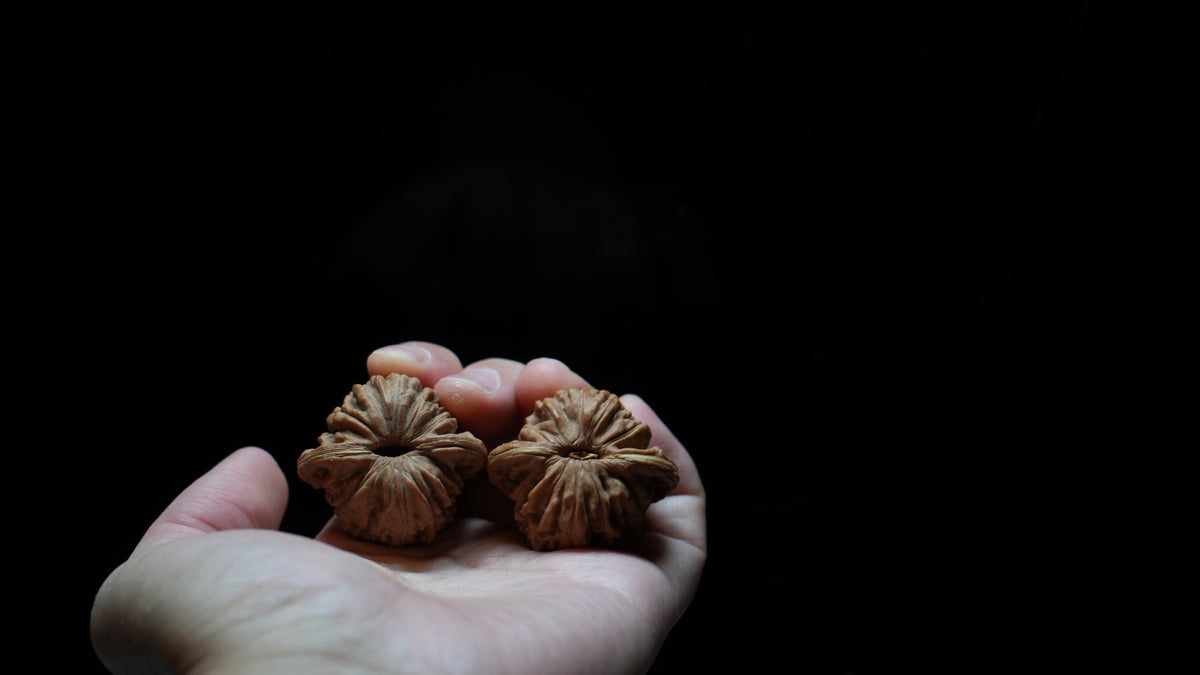 White Lion Wenwan Walnut Pair VII