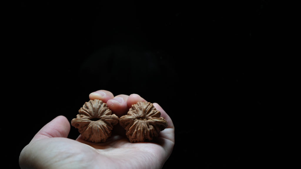 White Lion Wenwan Walnut Pair VII