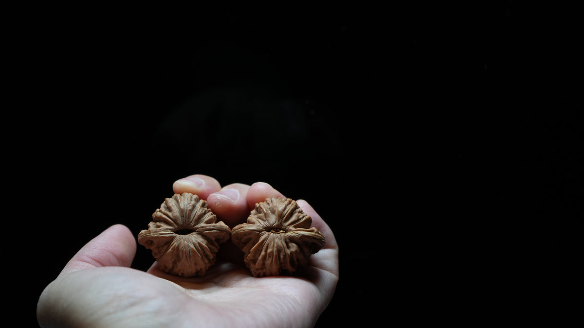 White Lion Wenwan Walnut Pair VII