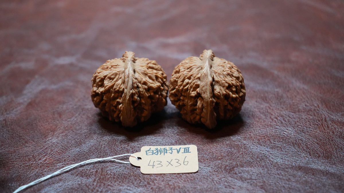 White Lion Wenwan Walnut Pair VIII