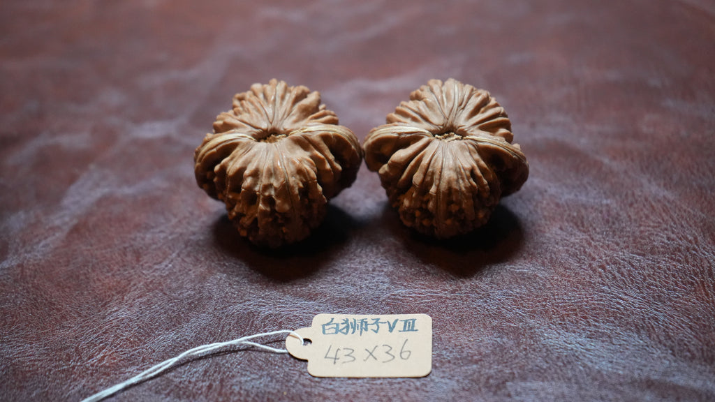 White Lion Wenwan Walnut Pair VIII