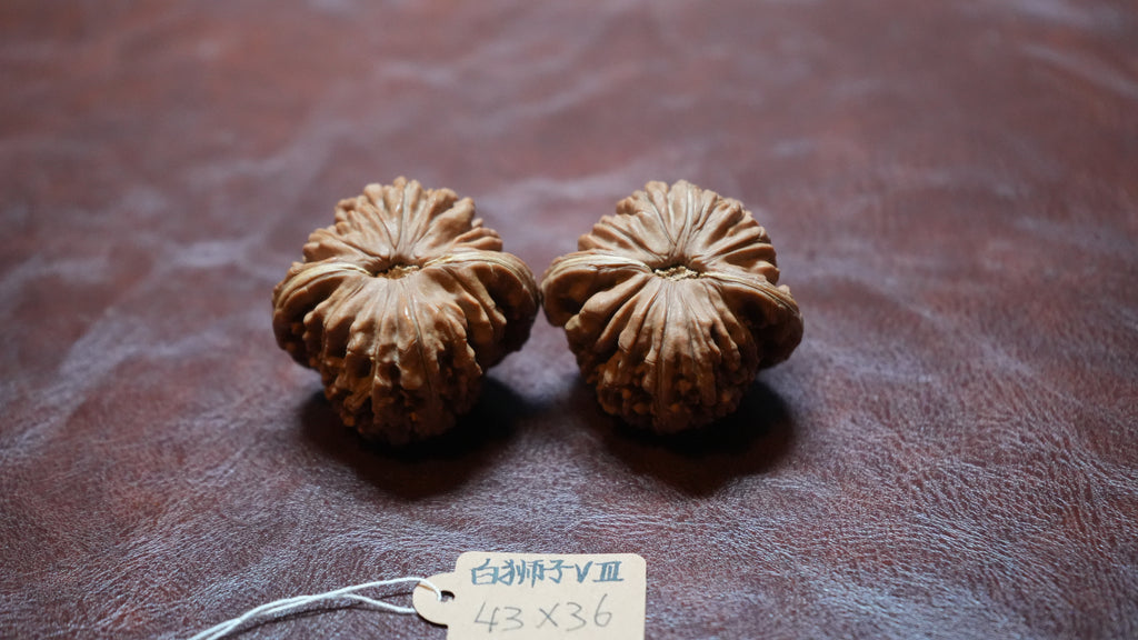 White Lion Wenwan Walnut Pair VIII