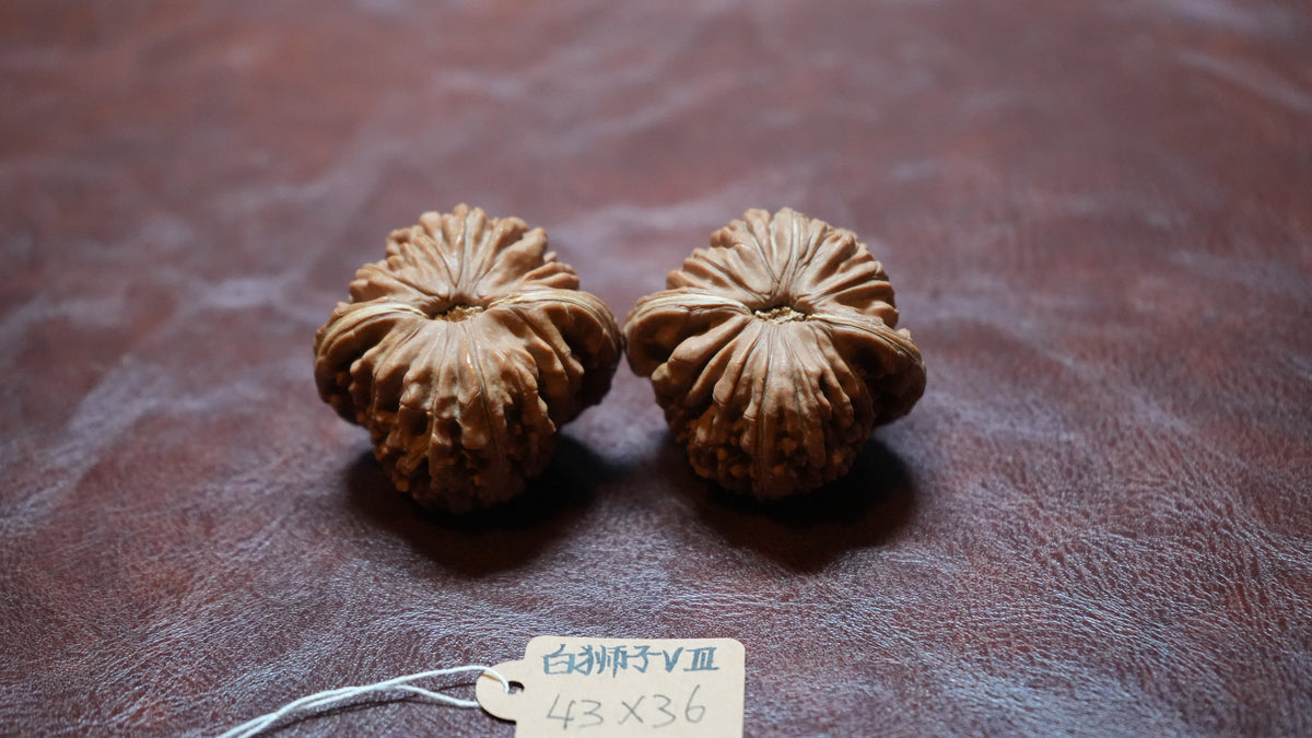 White Lion Wenwan Walnut Pair VIII