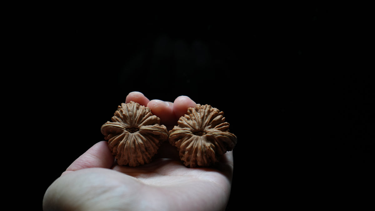White Lion Wenwan Walnut Pair VIII