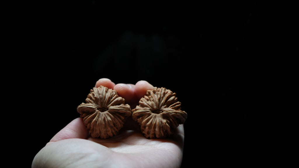 White Lion Wenwan Walnut Pair VIII